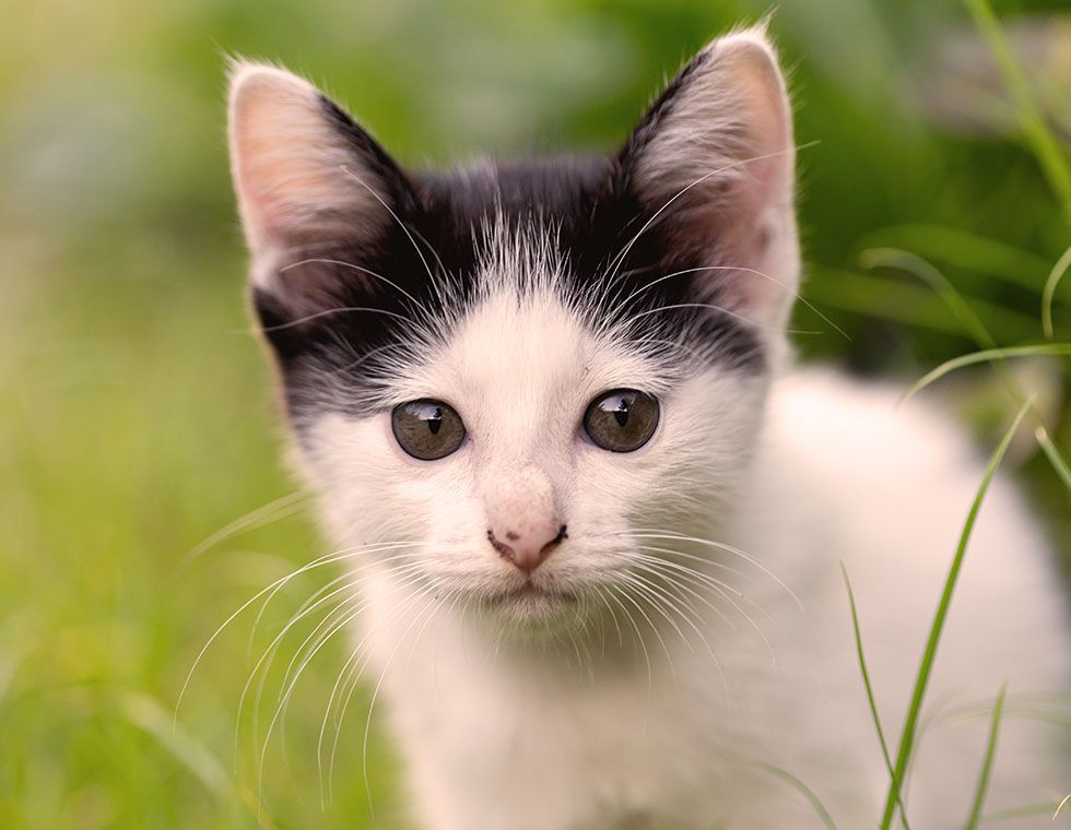 little kitty sitting grass