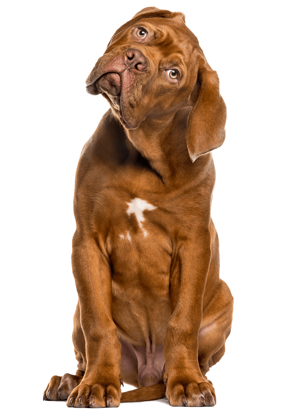 dogue de bordeaux front white wall