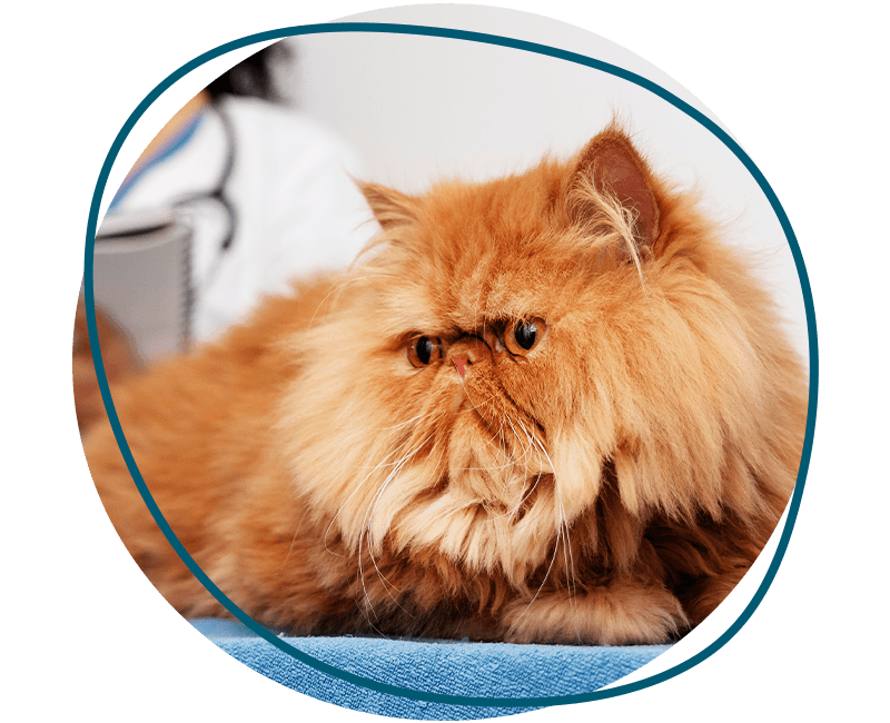 veterinarian taking care cat