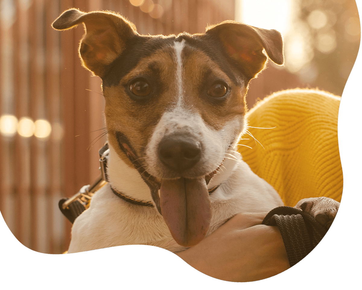 young woman love with her dog